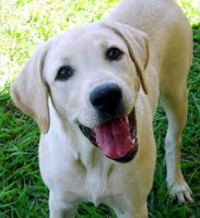 Labrador-Retriever-17 (1).jpg