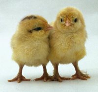 two-chickens.jpg