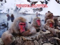 snow-monkeys-relaxing-monkeys-jigokudani-park-japan.jpg