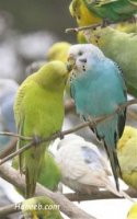 funny.budgerigars.grass.parakeets.kissing.jpg