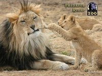 lion-cub-and-father-having-fun.jpg