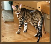 bengal cat.jpg