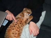 Bengal cat spotty tummy.JPG