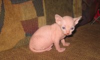 sphynx_cat_kitten_widescreen_wallpaper.jpg