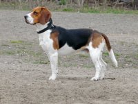 Beagle_1.jpg