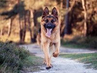 German Shepherd Dog hd Wallpaper 2013 01.jpg