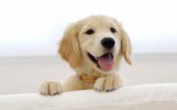 golden_retriever_puppy-wide.jpg