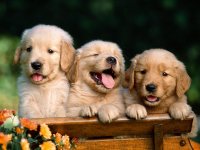 golden-retriever-puppies.jpg