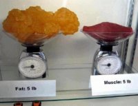 muscle-vs-fat[1].jpg