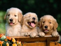 Golden-Retriever-Puppies.jpg
