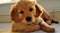 picture-of-golden-retriever1.jpg