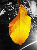 IMG_20131020_0825sj[hgf26.jpg