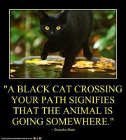 a-black-cat-crossing-your-path-signifies-that-the-animal-is-going-somewhere1.jpg