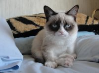 27810-Grumpy-cat-is-not-impressed-TINo.jpeg