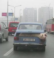 forum wolf sliki.jpg