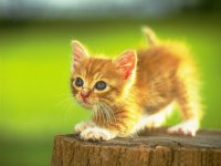 cute-golden-color-kitten.jpg