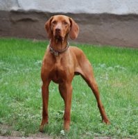vizsla.jpg