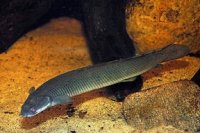 polypterus_senegalus_senegalus_3-288x192.jpg