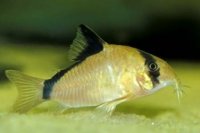 corydoras_metae_2-288x192.jpg