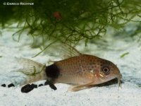 Corydoras-caudimaculatus-288x216.jpg