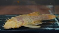 Ancistrus-albino-Mark-D-1-288x165.jpg