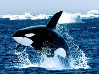 Emerging_Killer_Whale.jpg