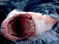 Great White Shark, South Africa.jpg