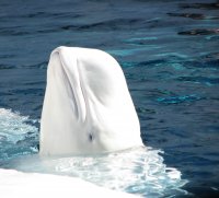 White_Whale_by_Emunator.jpg