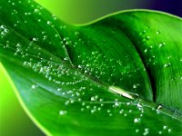 ws_Drops_on_leaf_1600x1200.jpg