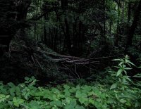 IMG_4844_5_6_fused.jpg