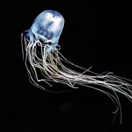 Cubozoa