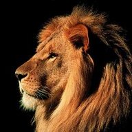 The Lion