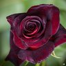 Baccara