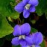 blue violets