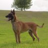 RR_Malinois