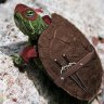 TurtleMack