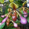 orhideja999