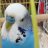 Budgie123