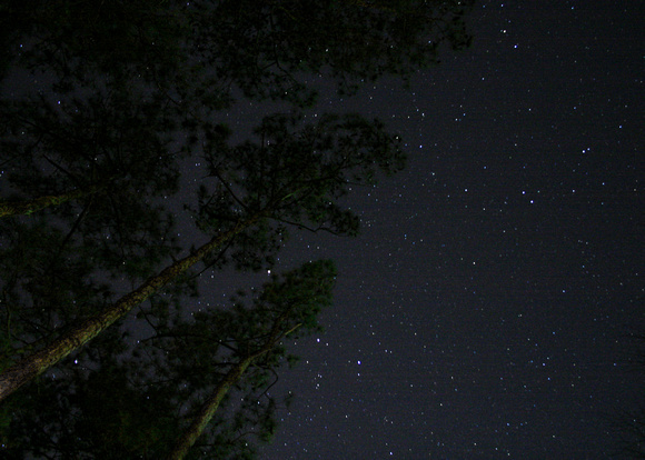 sky-tree-stars.jpg