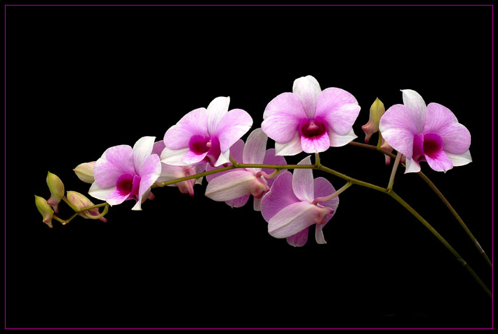 STRING_OF_ORCHIDS_by_THOM_B_FOTO.jpg