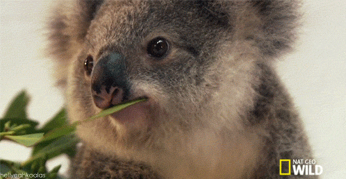 q6miwc2.gif