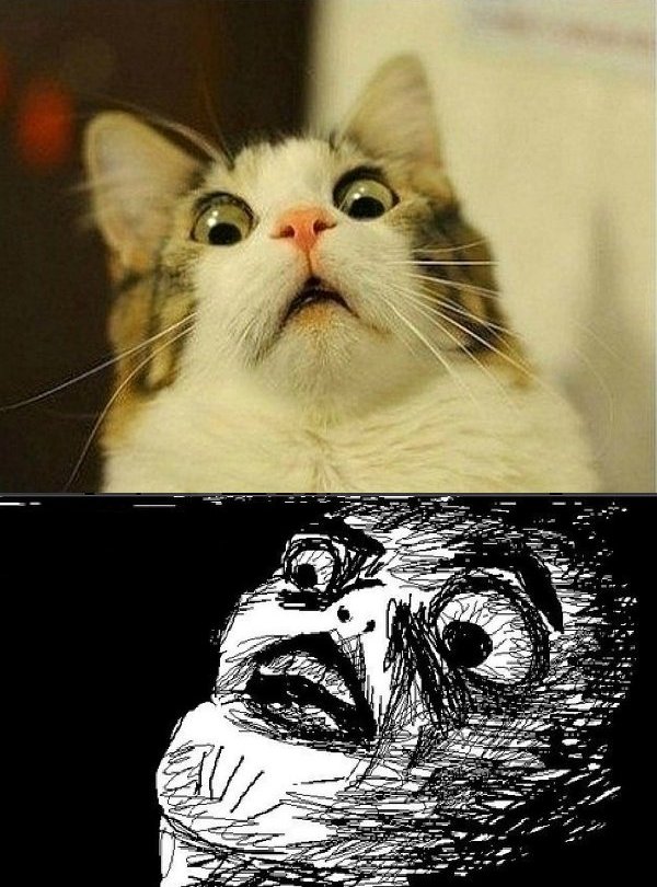 epic_wtf_meme_face_cat_version.jpg