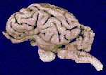 sheepb.gif