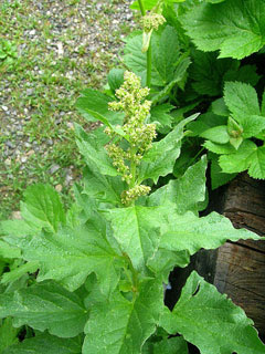 Chenopodium%2B2.jpg
