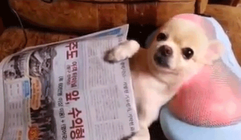 chilldoggie.gif