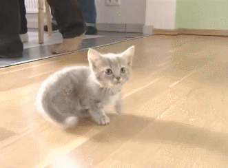 YE0tJ8a.gif