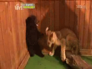 cEvFZjO.gif