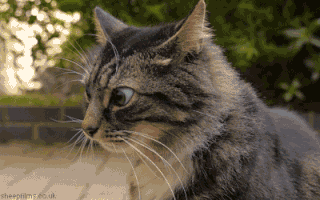 200-46.gif