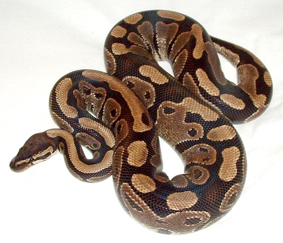 Ball_python_lucy.JPG