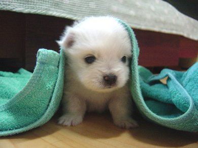 cute_dog.jpg